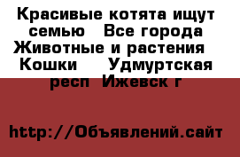 Красивые котята ищут семью - Все города Животные и растения » Кошки   . Удмуртская респ.,Ижевск г.